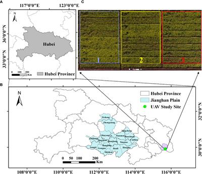 Abundance considerations for modeling yield of rapeseed at the flowering stage